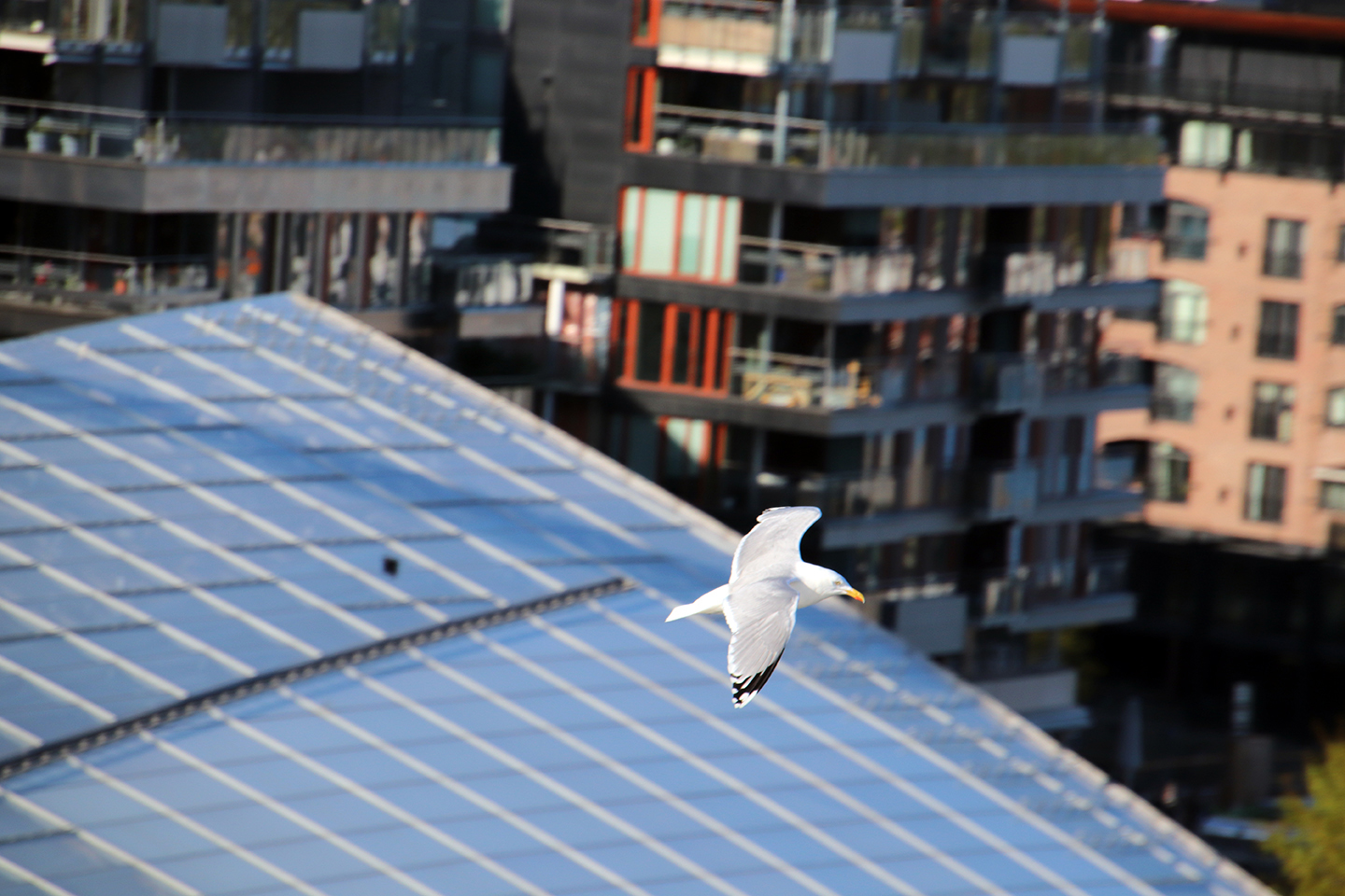 IMG_5539_1440x960